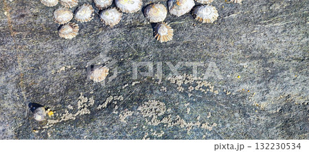 A close-up of limpets and barnacles on a rocky seashore, showcasing marine biodiversity. Concept of natural texture and ocean coastal life for a banner. Text used. 132230534