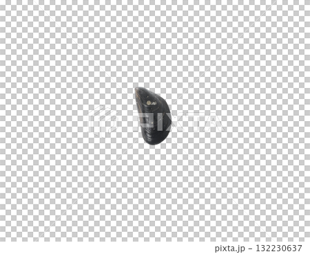 Image of mussels 132230637