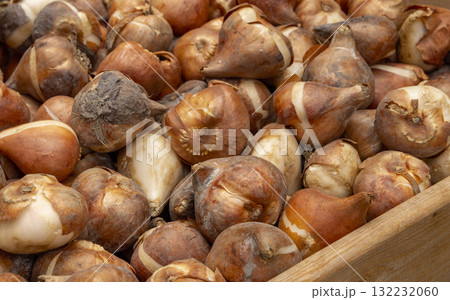 Tulip bulbs corms in wooden box on flower's market in Amsterdam. Tulip Bulbs for Sale Amsterdam Market. Full coverage image of tulip bulbs. Concept image. Tulip bulbs corms in wooden box on flower's market in Amsterdam. Tulip Bulbs for Sale Amsterdam Market. Full coverage image of tulip bulbs. Concept image. 132232060