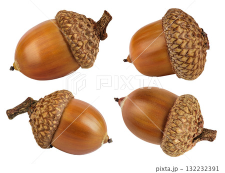 Brown acorn oak nut isolated on white background. Top view. Flat lay 132232391