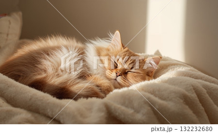 A cat is sleeping on a bed with a blanket A cat is sleeping on a bed with a blanket 132232680