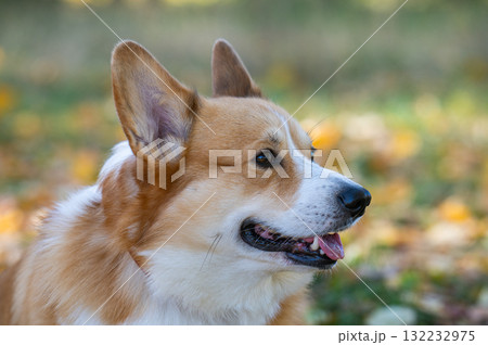 Corgis on an autumn walk Corgis on an autumn walk 132232975