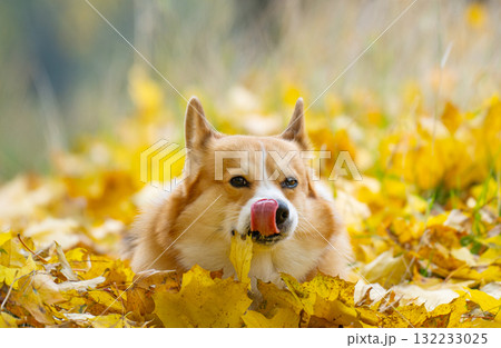 Corgis on an autumn walk 132233025