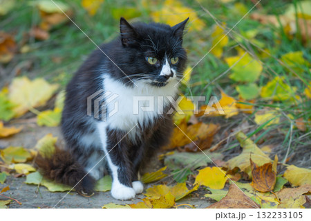 portrait of a black and white cat in nature portrait of a black and white cat in nature 132233105
