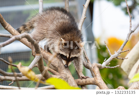 A close-up photo of a small raccoon A close-up photo of a small raccoon 132233135