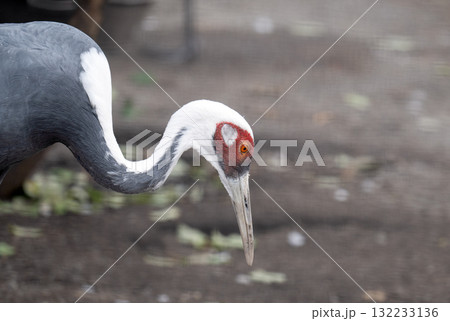 A close-up photo of a heron A close-up photo of a heron 132233136