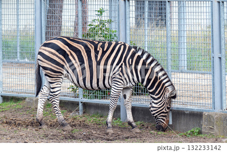 A close-up photo of a zebra A close-up photo of a zebra 132233142
