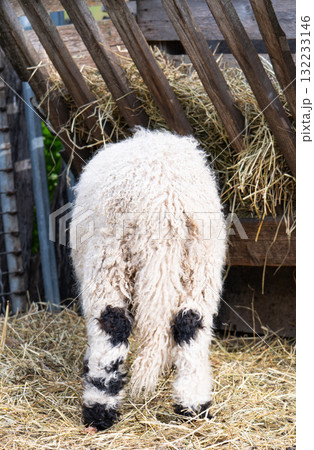 photo of a ram photo of a ram 132233146