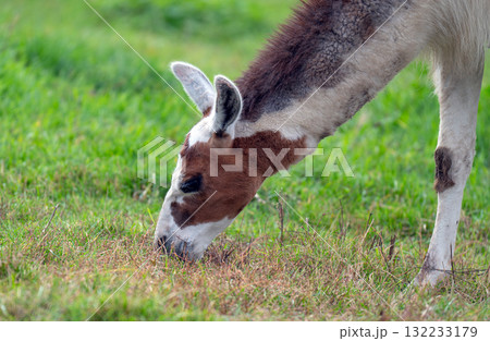photo of a llama at the zoo 132233179