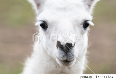 photo of a llama at the zoo 132233183