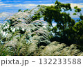 柔らかな秋の日差しを浴びて輝くススキの穂 132233588