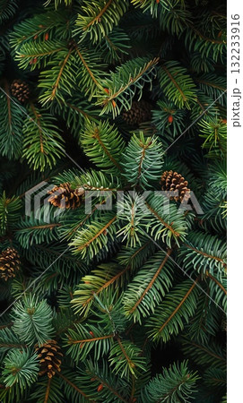 A close up of a Christmas trees and the tree appears to be in a forest. Concept of tranquility and natural beauty 132233916