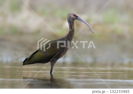 White faced ibis , La Pampa, Patagonia, Argentina 132233985
