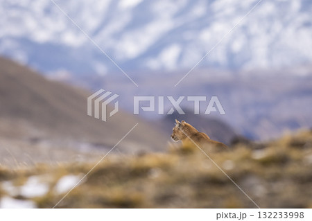 Puma walking in mountain environment, Torres del Paine National Park, Patagonia, Chile. 132233998