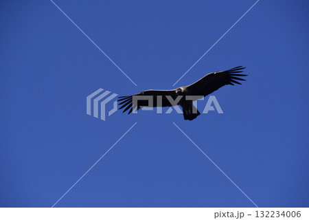 Andean Condor ,Torres del Paine National Park, Patagonia, Chile. 132234006