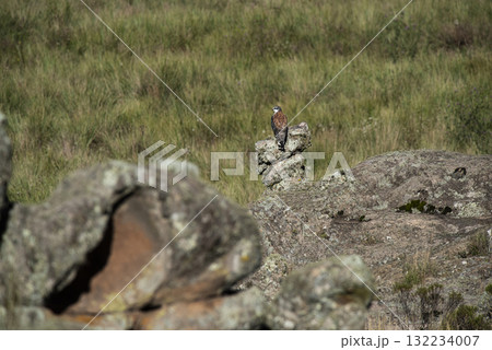 Red backed Hawk, Highland grasslands in Pampa de Achala , Quebrada del Condorito  National Park,Cordoba province, Argentina 132234007