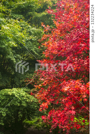 Green and red autumn glory 132234224