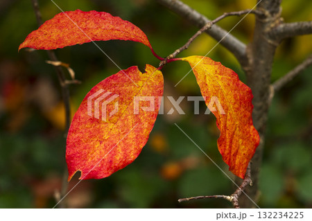 Vibrant autumn leaves ready to fall 132234225