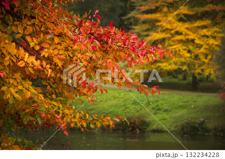 Autumn vibes of golden foliage over riverbank Autumn vibes of golden foliage over riverbank 132234228
