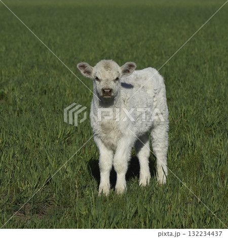 White Shorthorn calf , in Argentine countryside, La Pampa province, Patagonia, Argentina. White Shorthorn calf , in Argentine countryside, La Pampa province, Patagonia, Argentina. 132234437