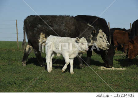 Cattle and white Shorthorn calf , in Argentine countryside, La Pampa province, Patagonia, Argentina. Cattle and white Shorthorn calf , in Argentine countryside, La Pampa province, Patagonia, Argentina. 132234438