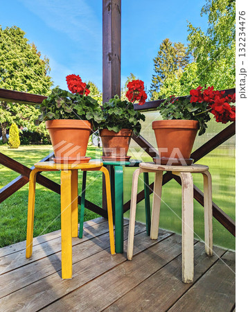 Bright red geraniums in terracotta pots arranged on colorful stools, rustic wooden porch with green lawn and trees, cheerful summer mood 132234476