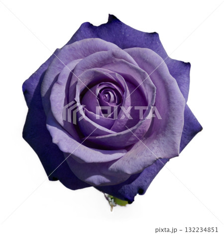 紫色の薔薇 紫色の薔薇 132234851