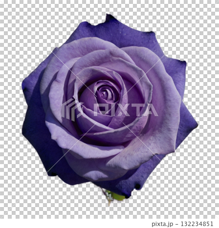 紫色の薔薇 紫色の薔薇 132234851