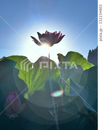 蓮の花と朝日 132234903