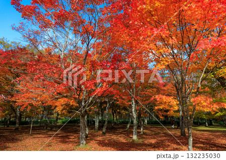 北海道の紅葉 北海道の紅葉 132235030