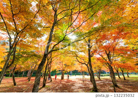 北海道の紅葉 132235032