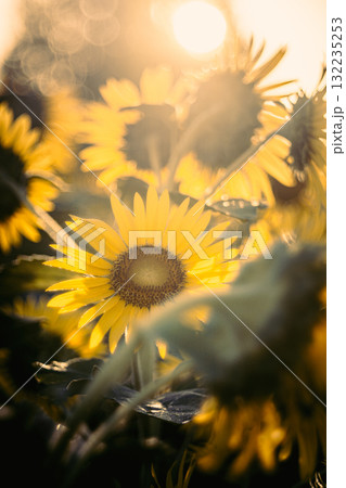 朝の光を浴びるひまわり 132235253