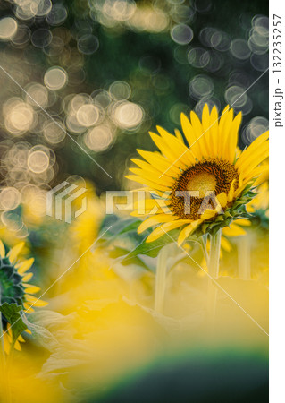 朝の光を浴びるひまわり 132235257