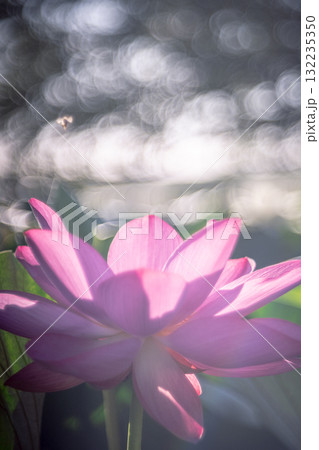 光に包まれる蓮の花 光に包まれる蓮の花 132235350