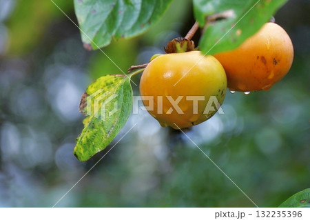色付き始めた柿 132235396