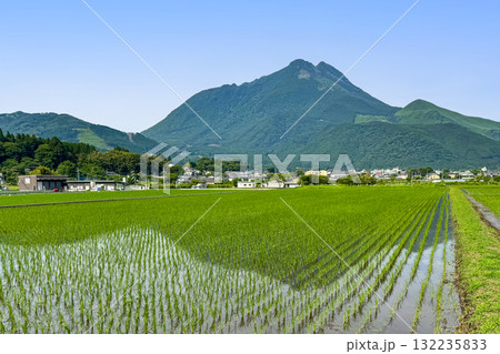 由布岳と田植えの終わった新緑の湯布院 132235833