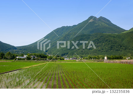 由布岳と田植えの終わった新緑の湯布院 132235836