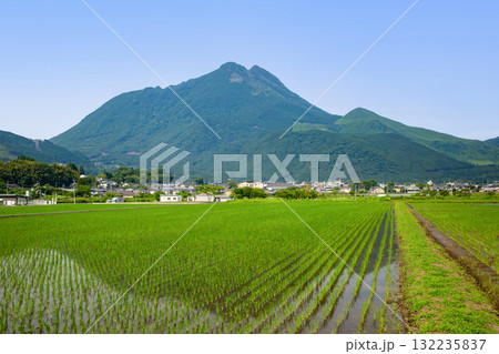 由布岳と田植えの終わった新緑の湯布院 132235837