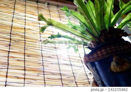 すだれ越しの柔らかな日差しと観葉植物のある夏の室内。 すだれ越しの柔らかな日差しと観葉植物のある夏の室内。 132235862
