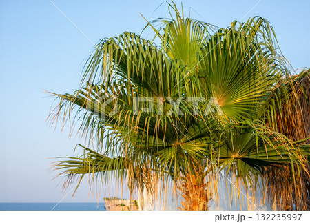 Coconut palm trees, beautiful tropical background, vintage filter. 132235997