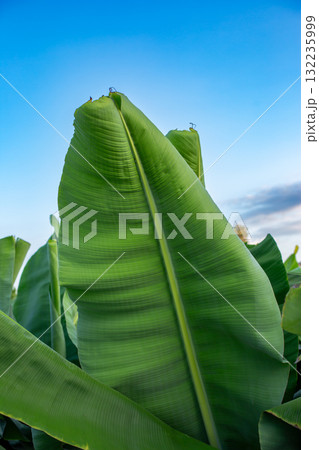 Close-Up of Large Green Tropical Banana Leaves. Lush banana leaves captured in daylight, showcasing texture, pattern, and natural tropical plants. 132235999