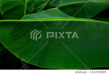 Close-Up of Large Green Tropical Banana Leaves. Lush banana leaves captured Close-Up of Large Green Tropical Banana Leaves. Lush banana leaves captured 132236005