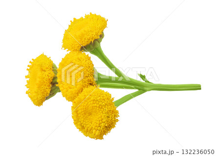 Tansy flower or Tanacetum vulgare isolated on white background 132236050