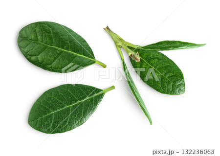 Leaves of Feijoa sellowiana, feijoa, pineapple guava and guavasteen isolated on white background 132236068