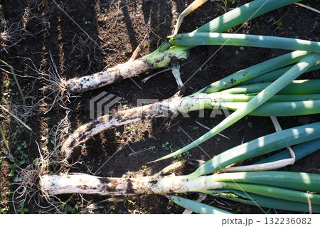 収穫した長ネギ 132236082