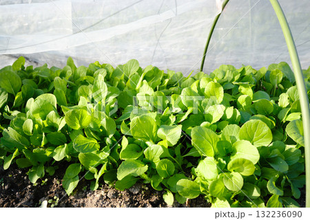元気に育つ小松菜 元気に育つ小松菜 132236090