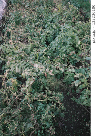 収穫時期のジャガイモ畑 収穫時期のジャガイモ畑 132236100