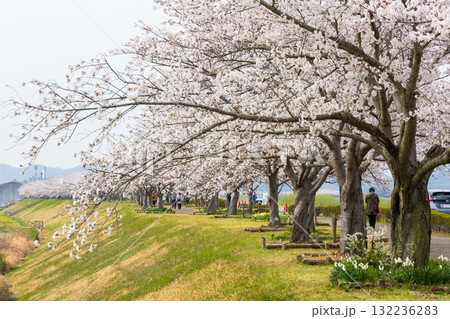 春の兵庫県小野市　おの桜づつみ回廊 132236283