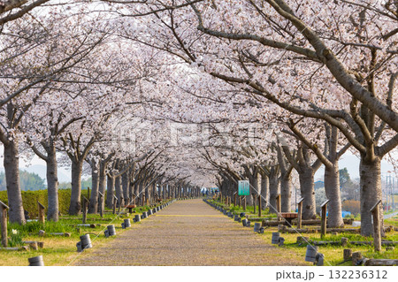 春の兵庫県小野市 おの桜づつみ回廊 春の兵庫県小野市 おの桜づつみ回廊 132236312