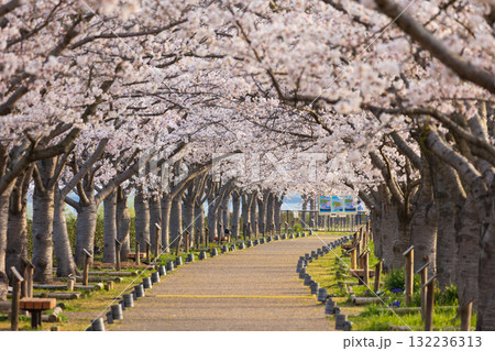 春の兵庫県小野市 おの桜づつみ回廊 春の兵庫県小野市 おの桜づつみ回廊 132236313